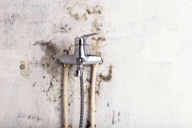 Best White Mold Remediation in Goodman, MS