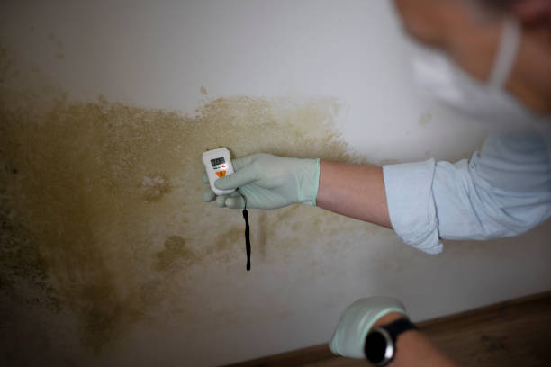 Best Health and Safety Mold Remediation in Goodman, MS