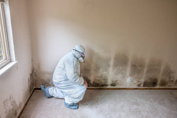 Best Residential Mold Remediation in Goodman, MS